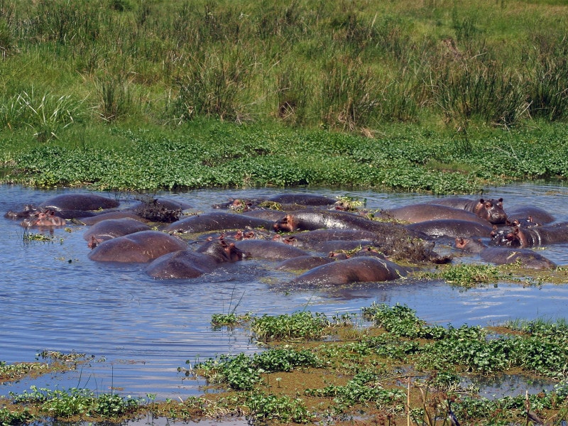 ンゴロンゴロ・クレーターのカバ