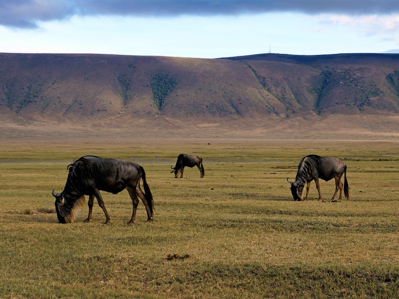 ンゴロンゴロ・クレーターのヌー