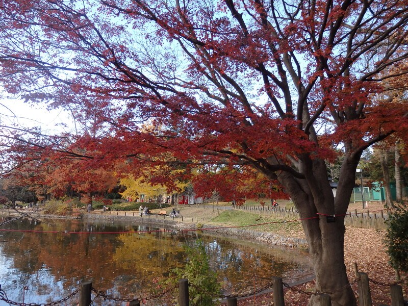 秋には紅葉で包まれる舟遊池