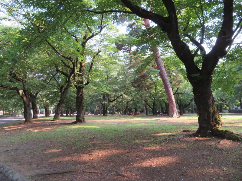 木陰にシートを敷くことができる自由広場