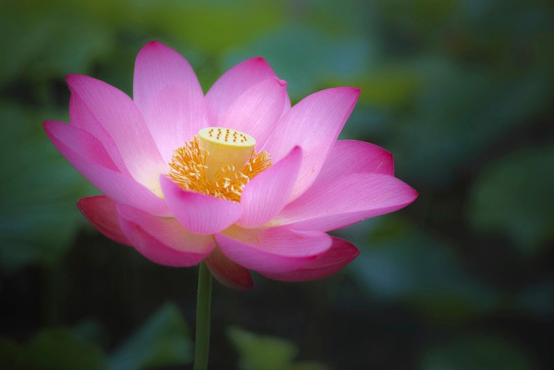 2018年のお盆は8月13日（月）から8月16日（木）