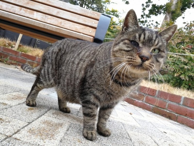 キジトラマンチ