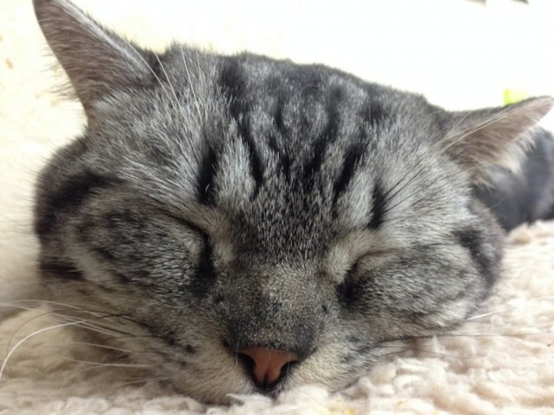 眠るマンチカン