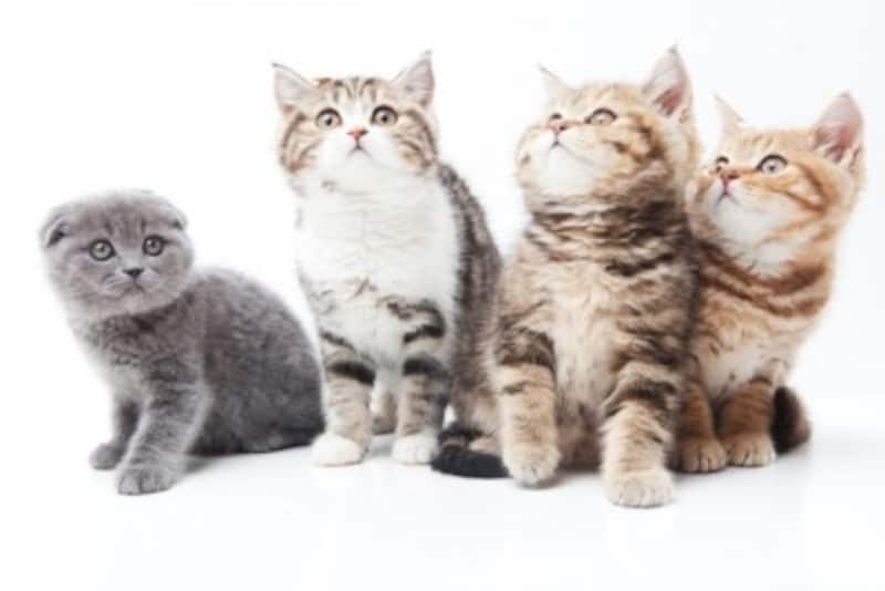 スコティッシュフォールドの性格 特徴や寿命 飼育法 猫 All About