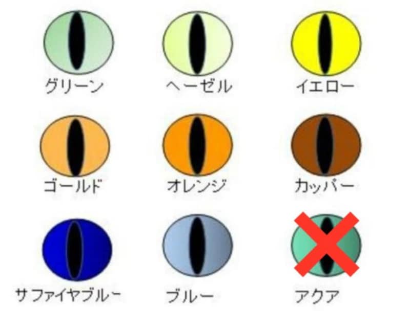 スコティッシュフォールド　目色