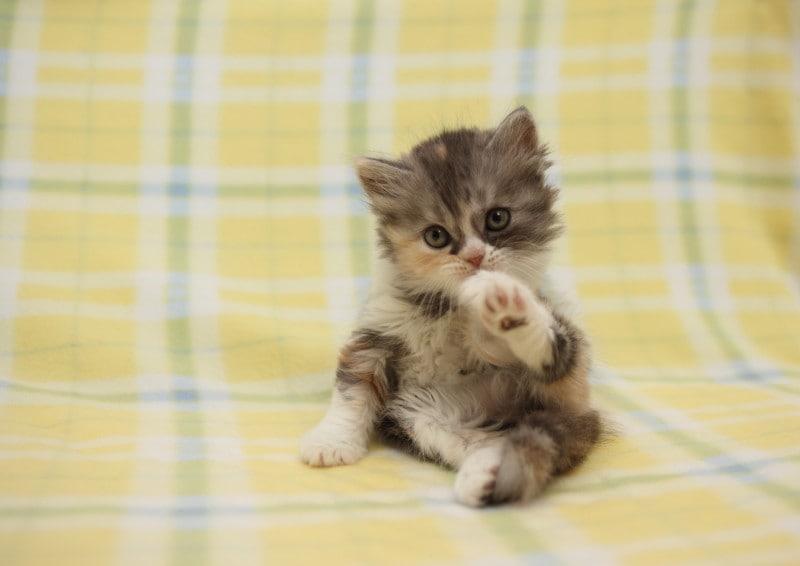 スコティッシュフォールド 座り方