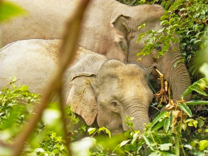 カオヤイ国立公園のアジアゾウ