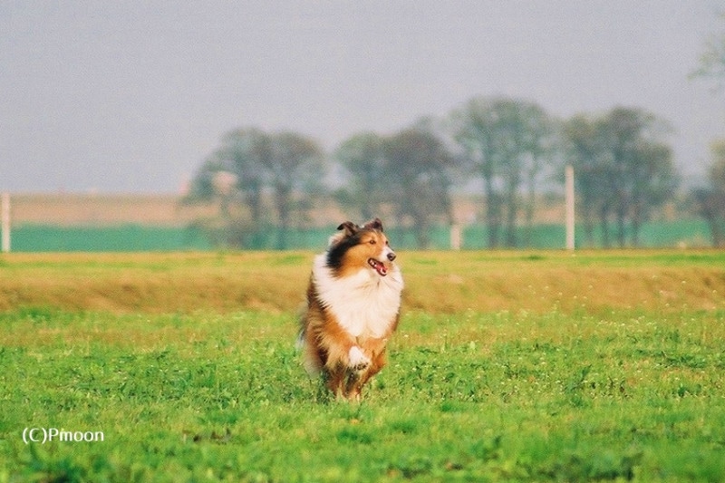 嬉々として走るシェルティー
