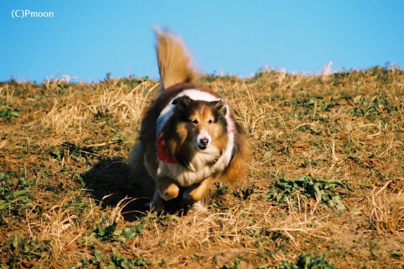 走ってこそなお美しいシェルティー