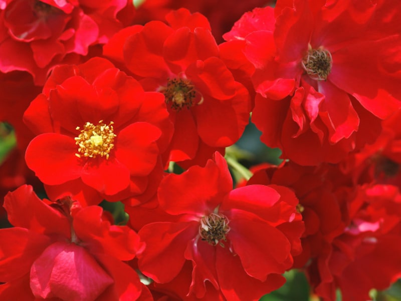 赤が好きな人は、収入が増えると支出も増える傾向があるかもしれません