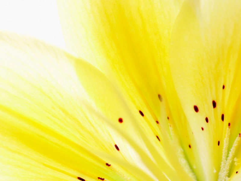 黄色が好きな人は情報収集や分析が得意。アプリを活用して、収支を把握しましょう