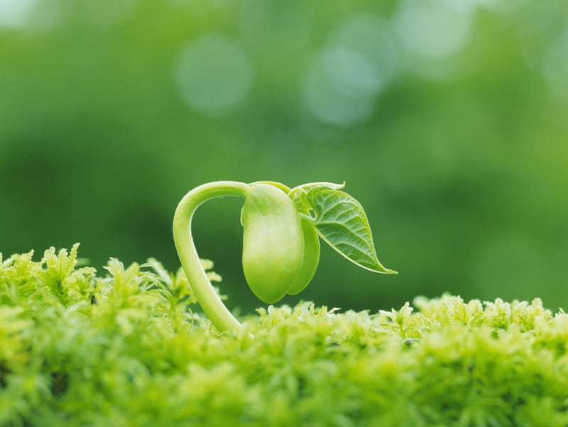 緑が好きな人は、教育への出費を惜しまないタイプ。あらかじめ必要な資金を積み立てていくと安心です