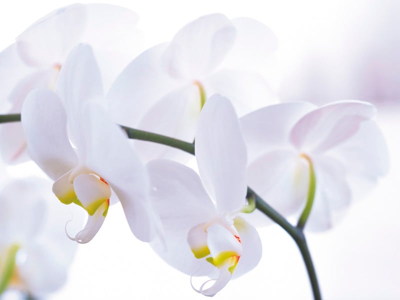 白が好きな人は、誕生日や記念日に、新しく積み立てを始めてみてはいかが?