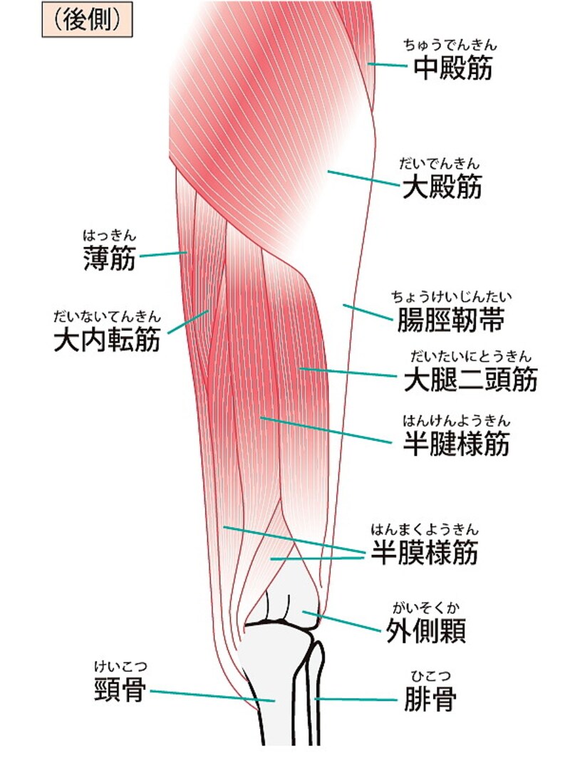 脚痩せ作りに欠かせない大事な筋肉をチェックして、効率よく引締め効果をアップして!