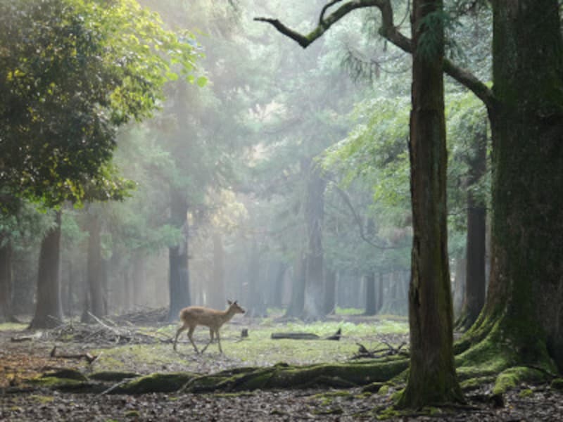 読書感想文例を使って書き方を徹底解説 例文付き 子供の教育 All About