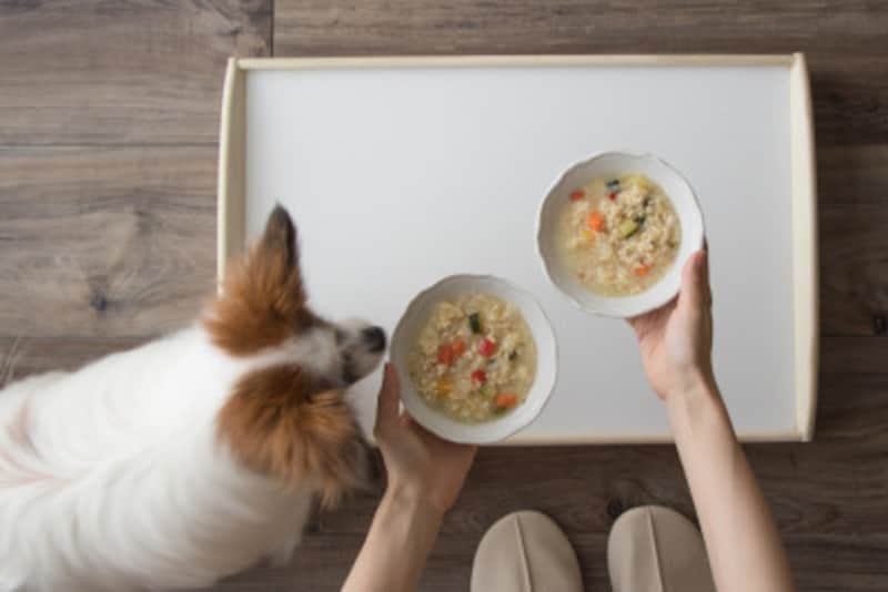 犬がご飯を食べない時の対処法とは 原因と家庭でてきる対策 犬 All About