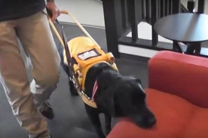 盲導犬-椅子へ誘導