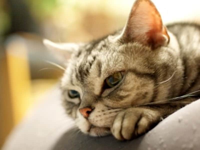 アメショー アメリカンショートヘア の性格 特徴や寿命 飼育方法 猫 All About