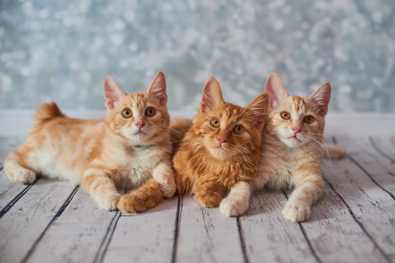 アメリカンボブテイルはどんな猫なのか