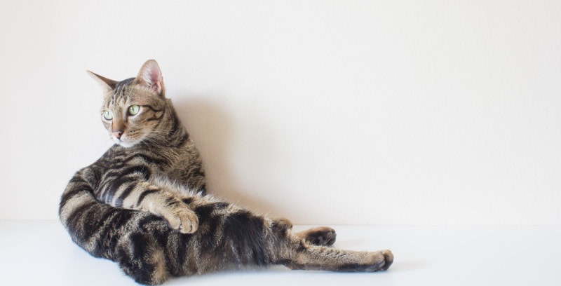 アメリカンボブテイル 毛種 毛色