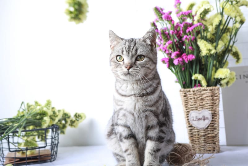 アメリカンボブテイル 性格