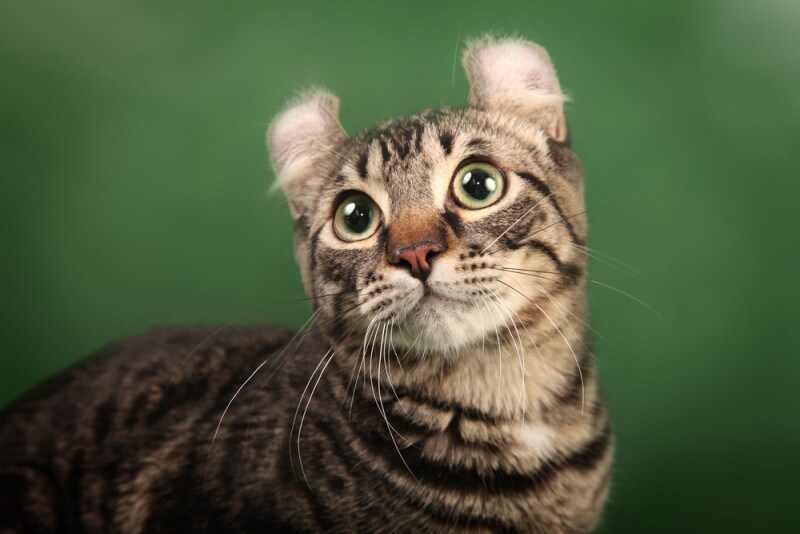 アメリカンカール