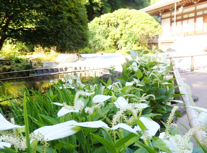 ハンゲショウと庭園