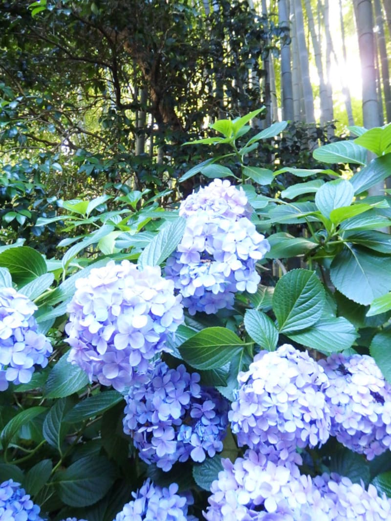 竹林前のアジサイ