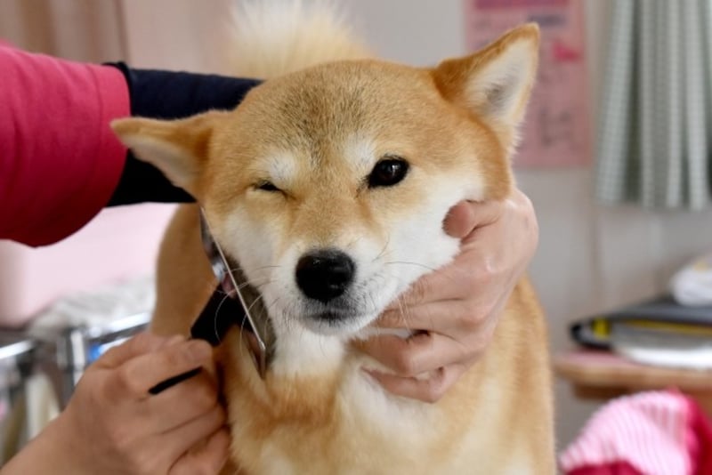 お手入れ中の柴犬