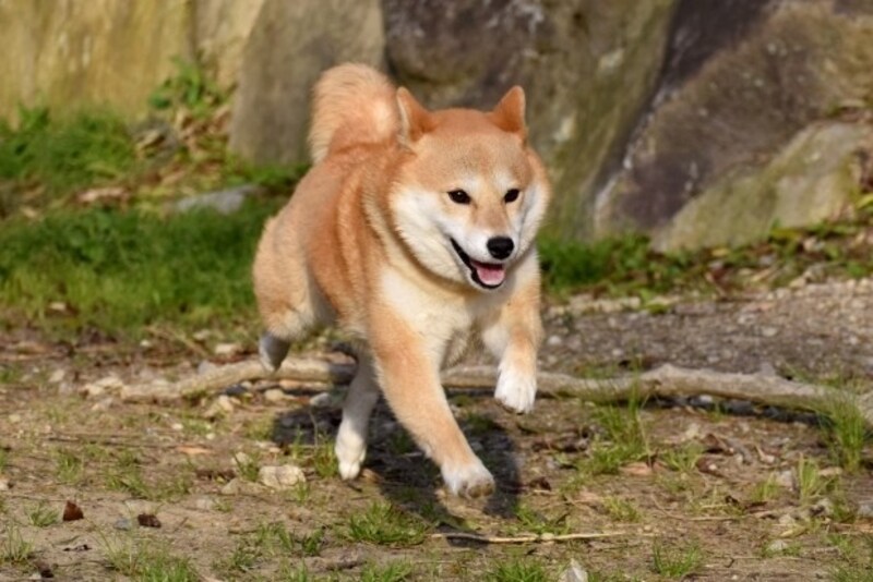柴犬はどんな犬？歴史や性格・特徴、寿命