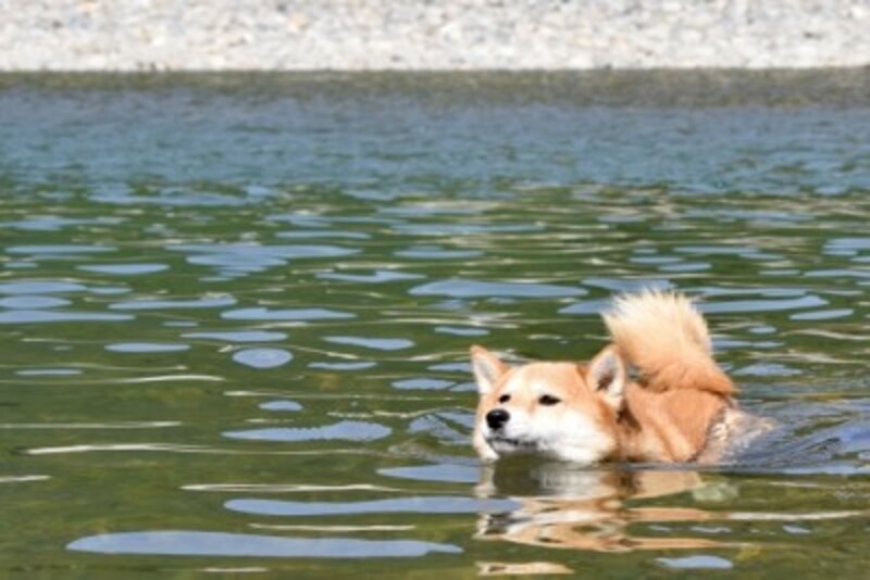 泳ぐ柴犬