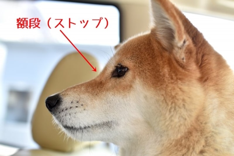 柴犬-ストップ