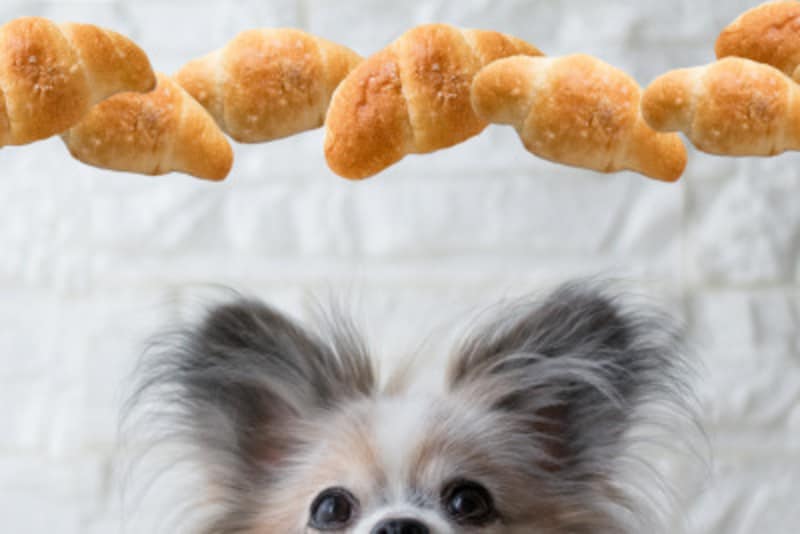 犬にパンをあげても大丈夫 与えていいパンの種類と簡単レシピ 犬 All About