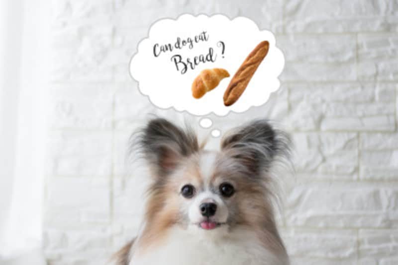 犬にパンを与えても大丈夫？