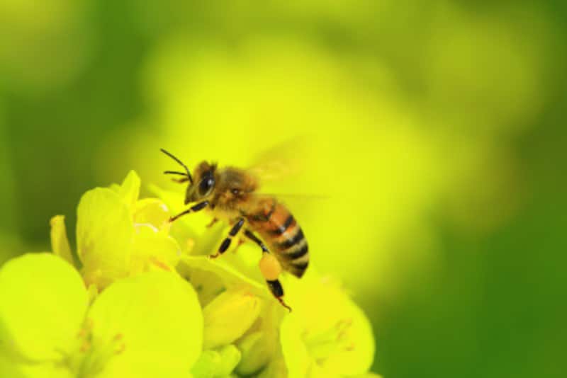 昆虫食,ミツバチ,蜂蜜,健康,環境