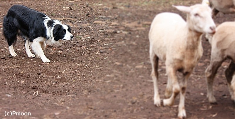 ハーディング中のボーダー・コリー