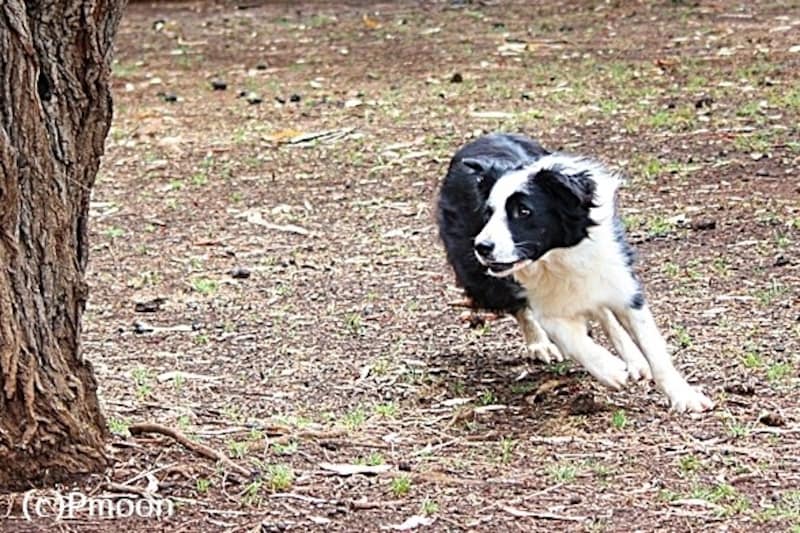 走るボーダー・コリー