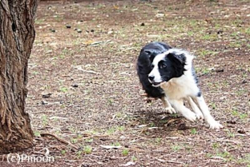 ボーダーコリーの寿命 性格 特徴 飼育のポイントは 犬 All About