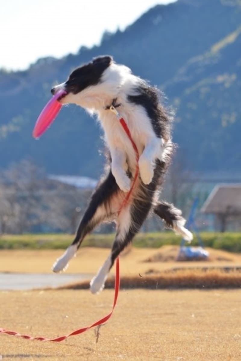 ディスクを楽しむボーダー・コリー