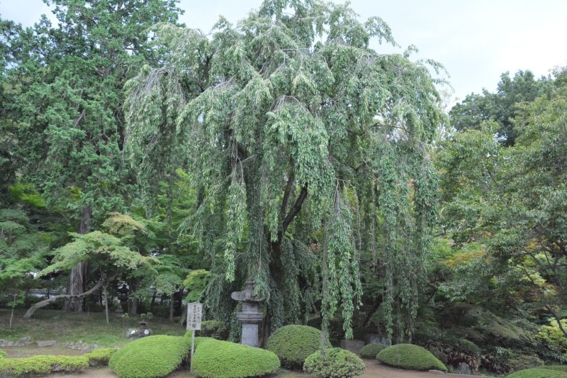 客殿の庭園で元気に育つ家光手植えの桜