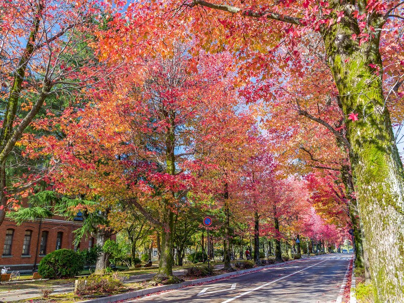 アメリカ楓通り