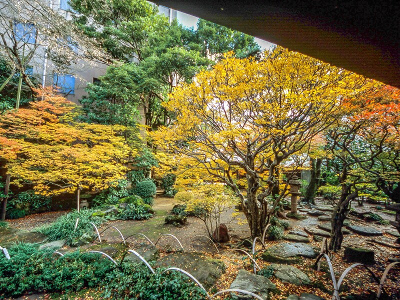 ドウダンツツジ@寺嶋蔵人邸