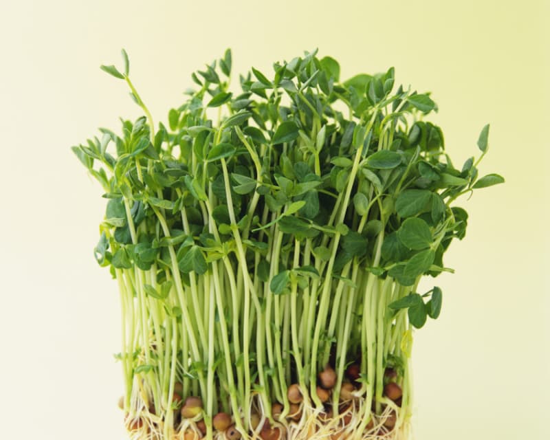 野菜が高い時期でも価格が高騰していない室内栽培の野菜を使う