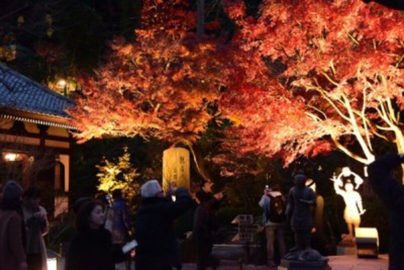 ライトアップされた長谷寺の紅葉