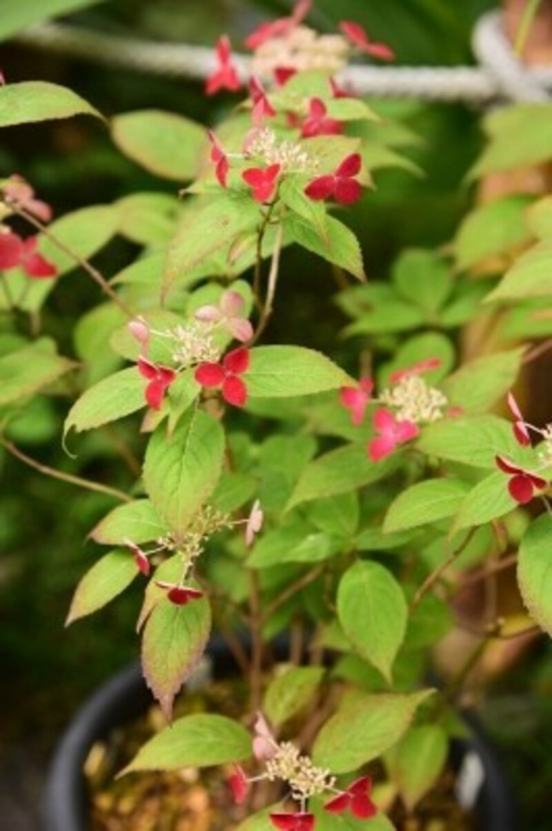 『クレナイ』という種類のヤマアジサイ