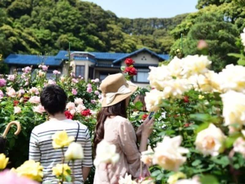 ローズガーデンに咲き乱れるバラ