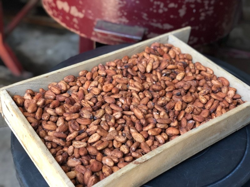 メキシコ　カカオ