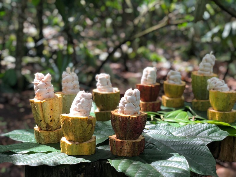 メキシコ　カカオ