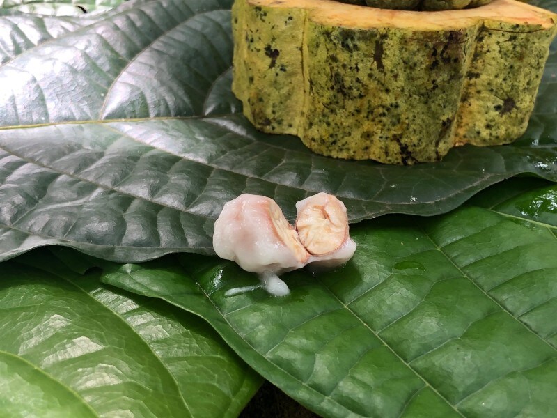 メキシコ　カカオ