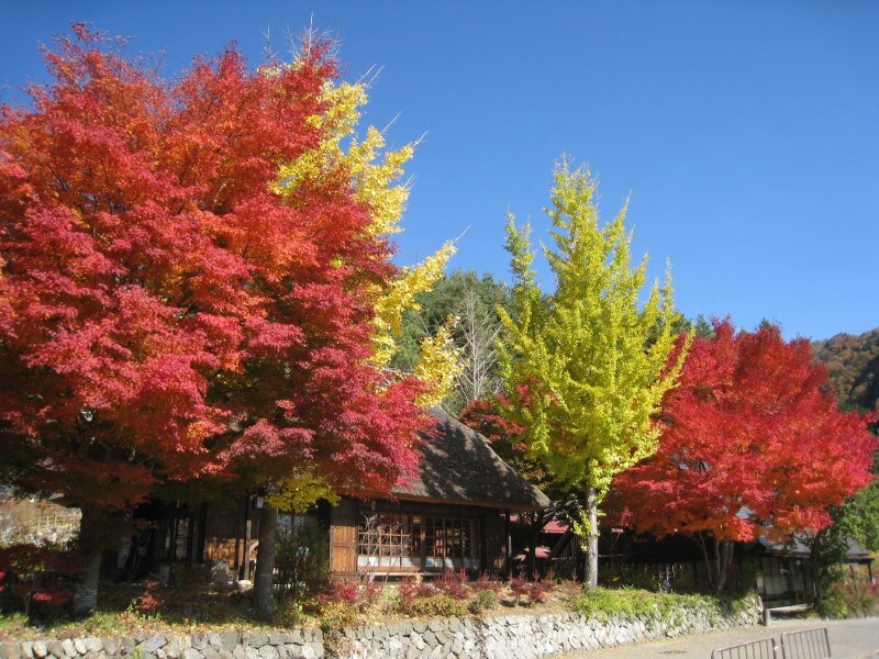 西湖いやしの里根場の紅葉